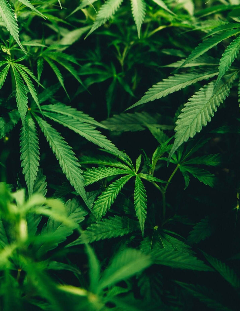 CBD und CBG: Die Kraft der Cannabinoide für die Gesundheit erklärt